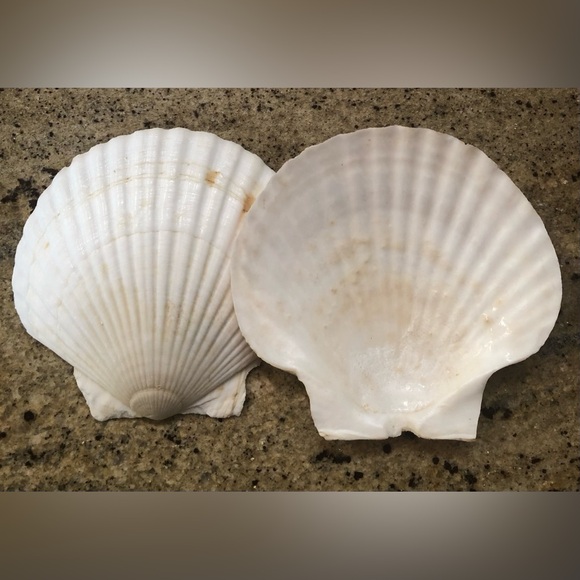 Natural Scallop Clam Shell Appetizer Plates (Luau, Seafood Party ) - Set Of 20 - Picture 6 of 17